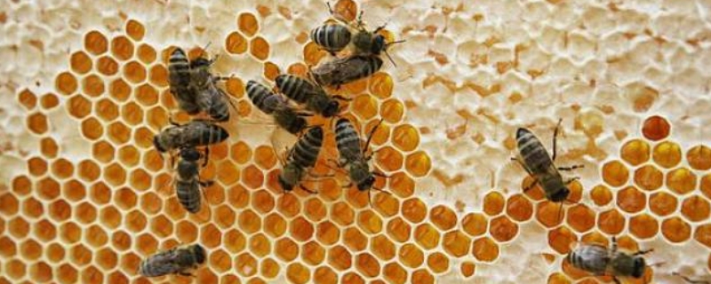 中蜂一脾蜂如何繁成强群，附繁成强群的条件