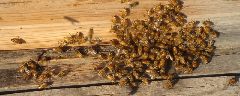 中蜂秋繁什么时候开始，中蜂秋繁目的与结束时间