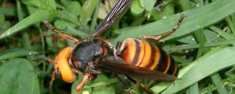 红娘胡蜂的毒性强吗，红娘胡蜂的生活习性如何