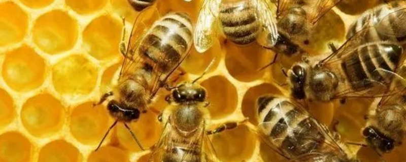 中蜂起雄蜂就会分蜂吗，有以下几种情况