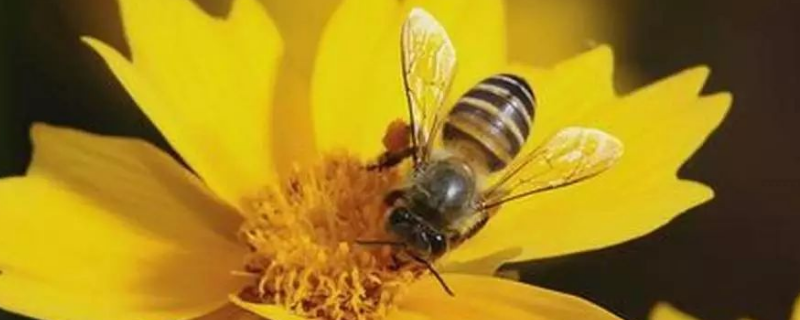 蜂毒疗法真的是骗局吗，蜂毒有什么功效