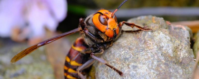 金环胡蜂的种类及图片大全，分别详细介绍