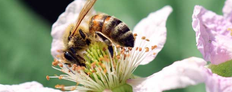 胡蜂、马蜂、黄蜂、蜜蜂的区别，详细如下