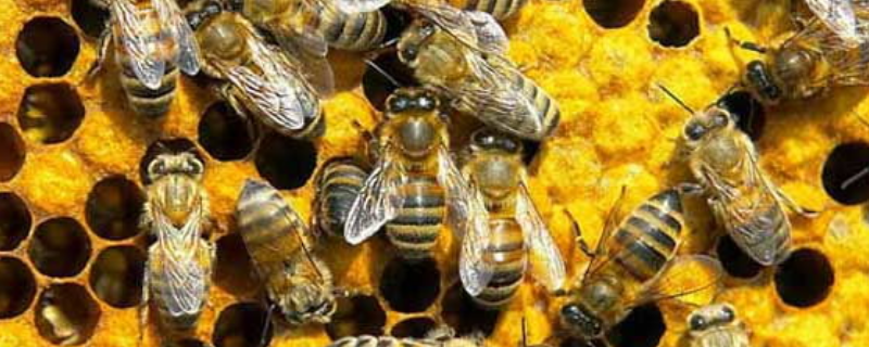 怎样养蜜蜂才不会逃跑，蜜蜂为什么会逃跑