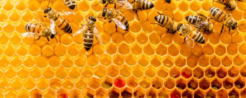 蜂巢是怎么形成的，蜜蜂都能泌蜡吗
