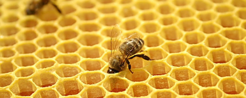 蜂巢和巢蜜的区别，详细介绍