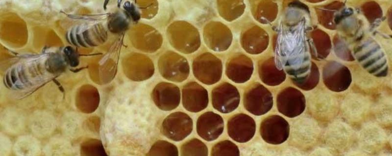 蜜蜂窝中有几种蜂房，不同蜂型的发育场所不同