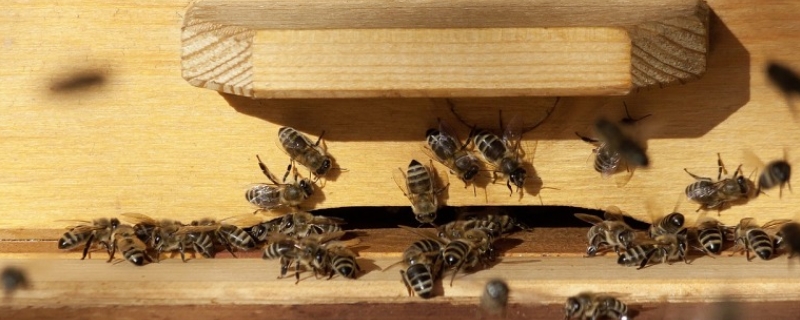 空蜂箱怎么引来蜜蜂，如何制作蜜蜂箱和寻找野生蜜蜂窝