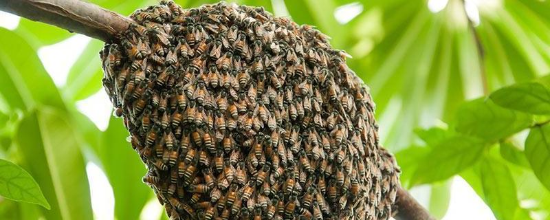 蜜蜂窝是什么做成的，筑巢材料是怎么来的 
