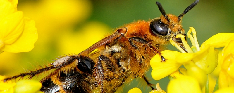 养蜜蜂如何培育蜂王，蜂王怎么鉴别优劣