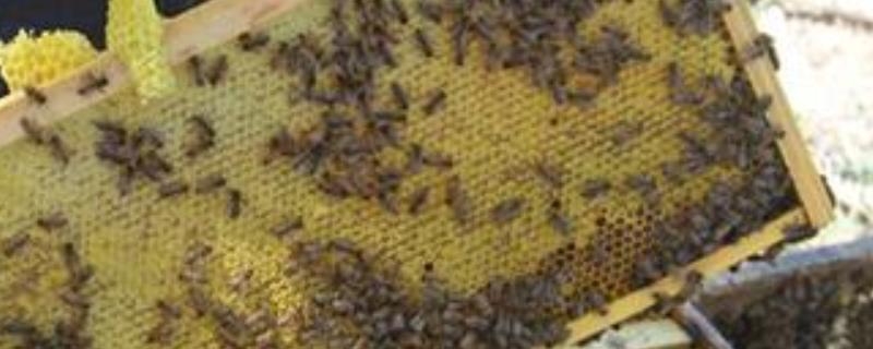 一箱蜜蜂一年产多少蜂蜜，影响蜂蜜产量的因素有哪些