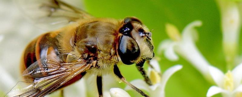 哪些人不适合养蜜蜂，不适合的原因是什么