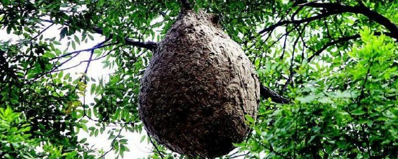 蜂窝对蜜蜂有什么作用，蜜蜂窝是什么样子的