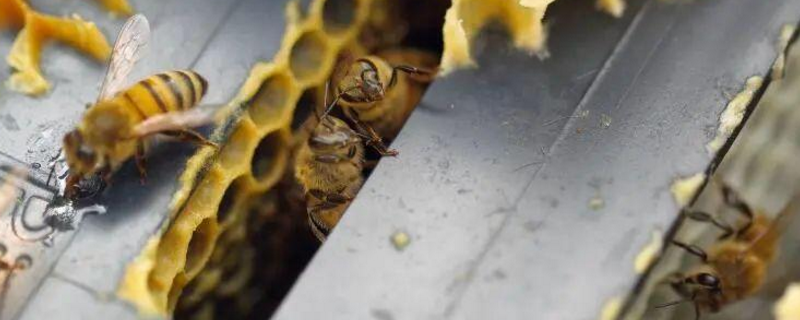 蜂巢和蜂胶的区别，主要有以下几点