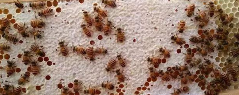土养中蜂几月份割蜜，附割蜜方法