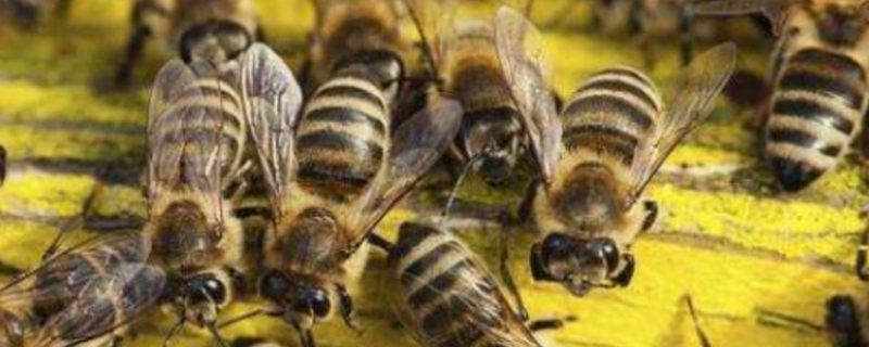 中蜂怎么合并蜂群，及注意事项