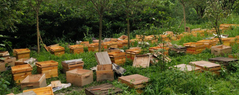 中蜂用什么蜂箱养最好，中蜂标准箱有什么优点