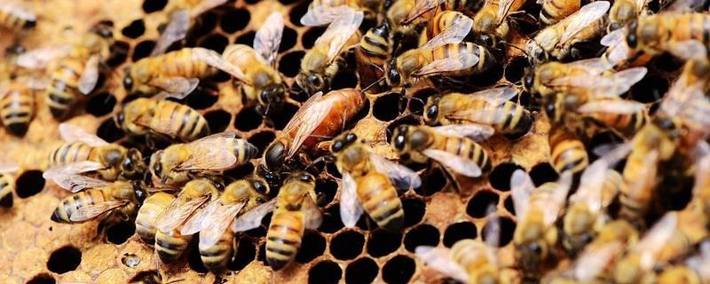 土蜂蜜和普通蜂蜜的区别，成熟度有差异吗