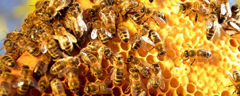 中蜂冬季养殖管理技术，异常情况怎么处理
