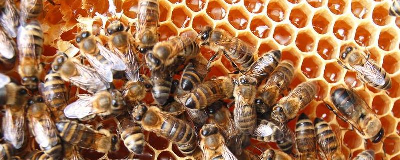 中蜂一年一群可繁几群，中蜂分蜂的条件有哪些