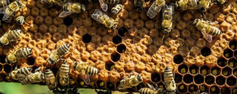 养中蜂最简单的育王方法，具体步骤有哪些