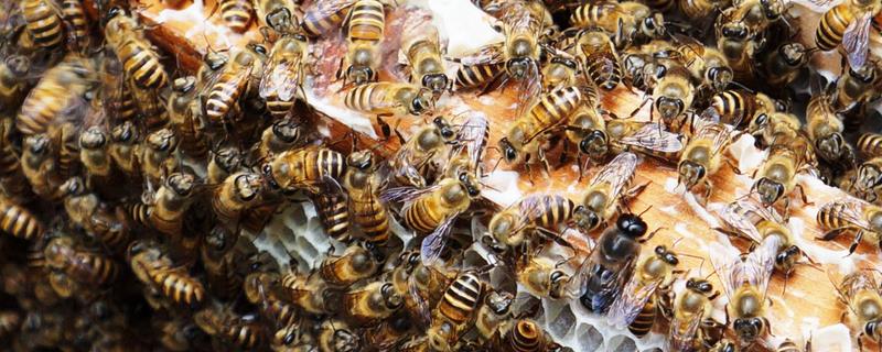 中蜂喂什么能快速繁殖，附中蜂的饲喂周期
