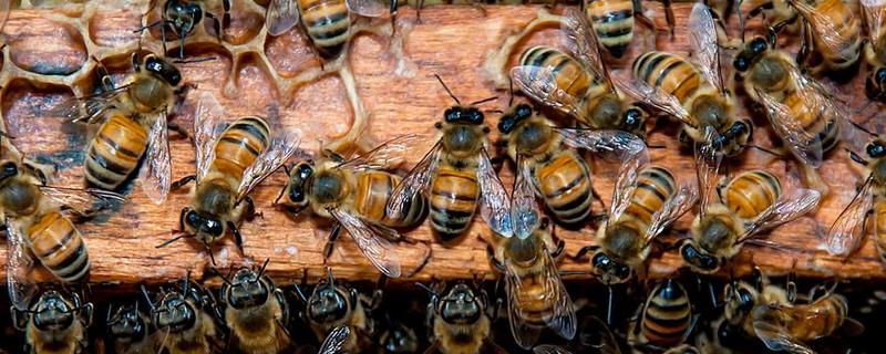 中蜂分蜂前有哪些征兆，蜂群异常骚动是什么原因
