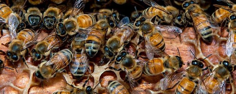 中蜂蜂王什么品种最好，中蜂蜂王有哪些种类