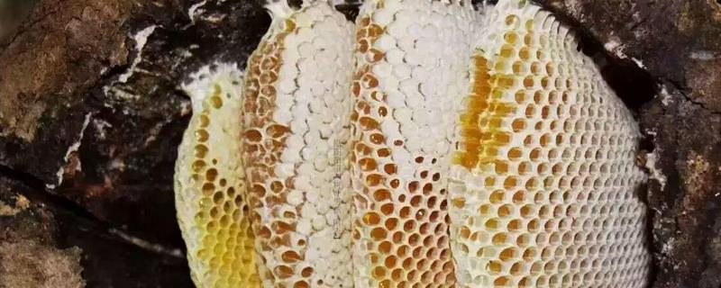 纯野生蜂蜜200元一斤贵吗，野生蜂蜜要怎么鉴别