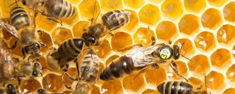 如何刺激中蜂蜂王产卵，详细如下
