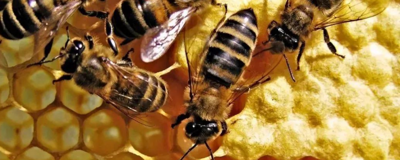 引诱蜜蜂最快的方法，如何寻找野生蜜蜂窝