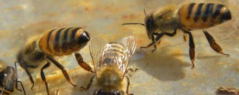 有哪些能维持大群的中蜂品种，分别详细介绍