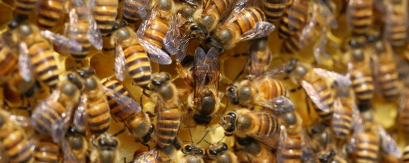 中蜂喂什么繁殖快，中蜂什么时候繁殖快