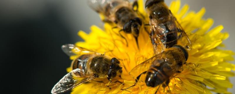 蜜蜂采花蜜是为了什么，附所采花蜜的用途