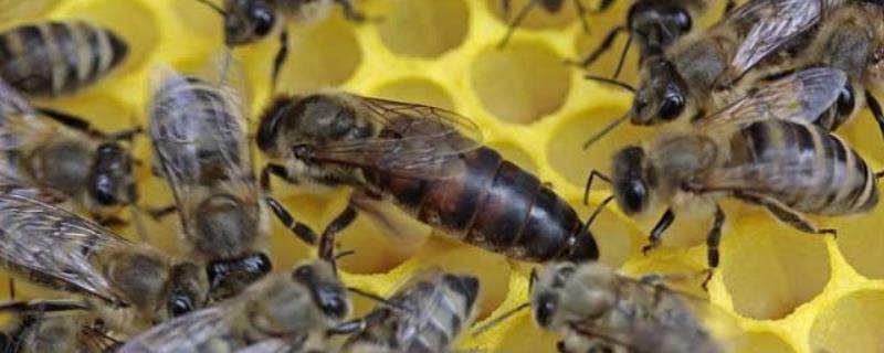 怎样从蜂团中找到蜂王，刚收的蜜蜂没有蜂王怎么办