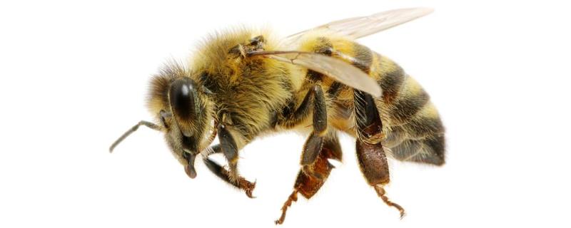 养蜂怎样人工育王最简单，附育王条件
