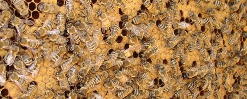 意蜂秋季养殖管理技术，重点培育适龄越冬蜂