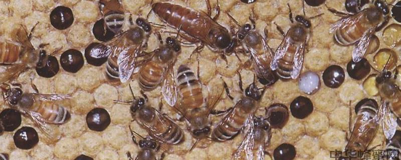 意蜂冬季养殖管理技术，防寒是蜂群越冬的主要工作