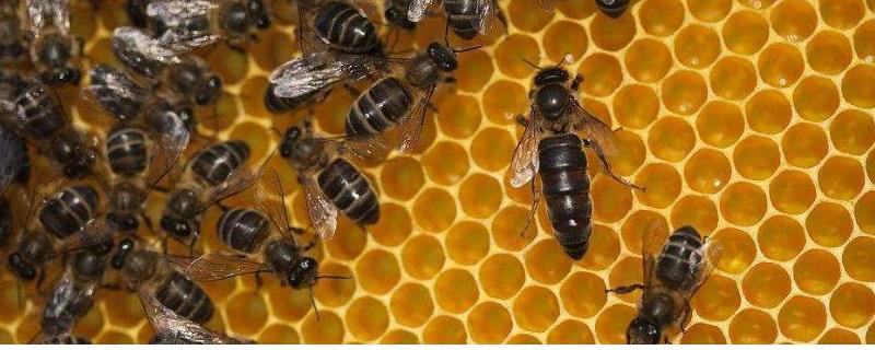 一箱意蜂一年分几箱，可自然分蜂也可人工分蜂