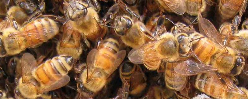意蜂什么时候分蜂，是怎么分蜂的
