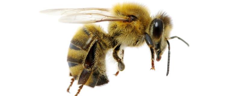 空蜂箱怎么引来蜜蜂，详细介绍