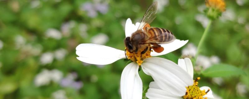中蜂秋季养殖管理技术，重点是防病和培育适龄越冬工蜂