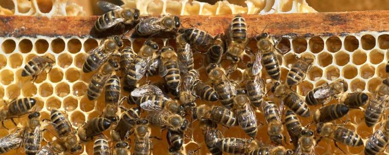 意蜂和中蜂哪个更好养，各有优势