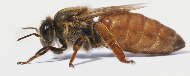 意蜂和中蜂有什么区别，详细介绍