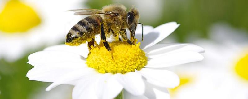 蜜蜂怎么养它才不跑，出逃的原因有哪些