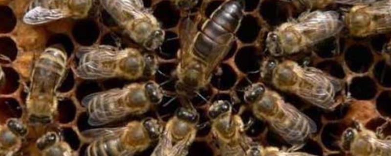 东北黑蜂高效养殖技术，附蜂群的四季管理