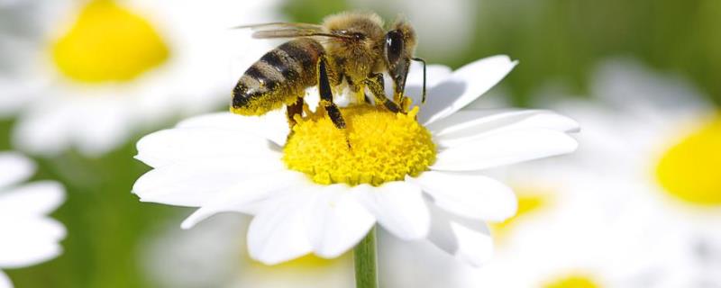 中蜂为什么产大量雄蜂，原因如下