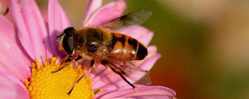 蜜蜂什么时候繁殖速度快，蜜蜂繁殖速度的影响因素有哪些
