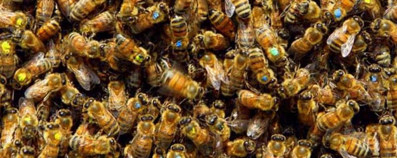 冬季养蜂什么时候关蜂王，光蜂王的目的是什么