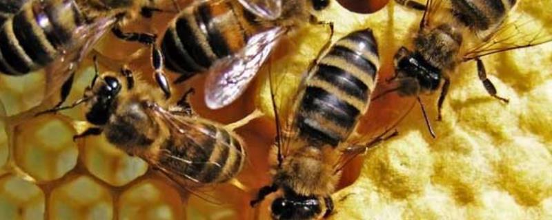 冬季养蜂多少天喂一次，附越冬期饲喂的危害